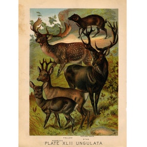 c. 1880 DEER BUCK STAG lithograph - original antique print - wild life mammal zoology lithograph - animal habitat
