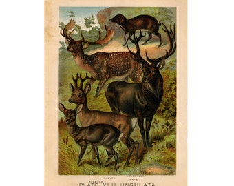 c. 1880 LITOGRAFÍA DEER BUCK STAG - grabado antiguo original - litografía de zoología de mamíferos de vida silvestre - hábitat animal