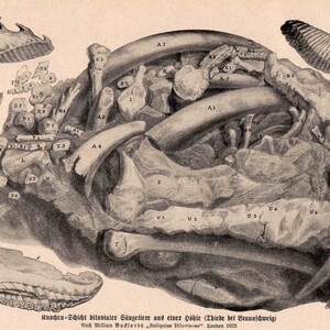C. 1900 BONES ANATOMY LITHOGRAPH - Original Antique Print - Human ...