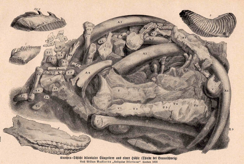 C 1900 Bones Anatomy Lithograph Original Antique Print Etsy