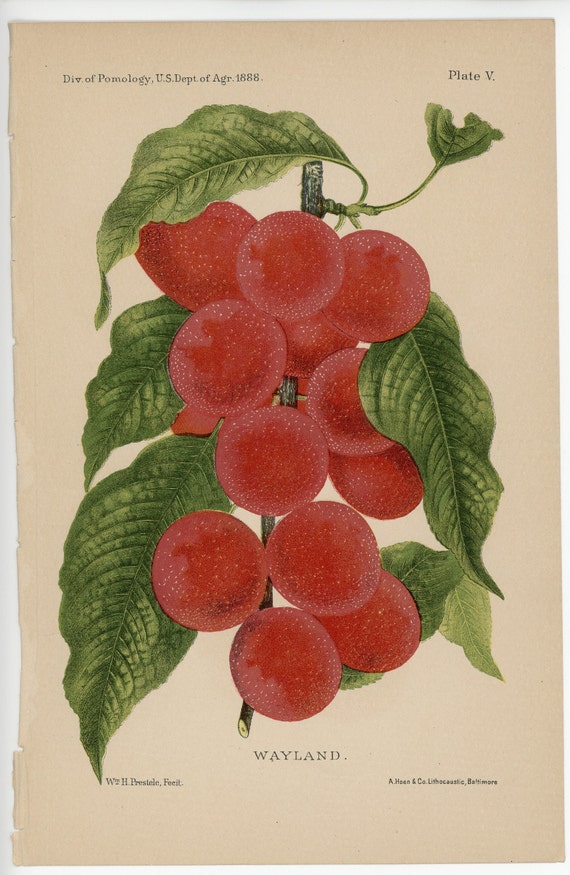 1888 年頃 WAYLAND PLUMS リトグラフ • オリジナルアンティーク