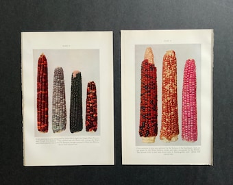 c. 1934 EARS OF CORN lithographs • original vintage prints • set of 2 • vegetable prints • color patterns of Indian corn - Flint corn