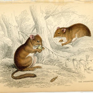 c. 1845 DORMOUSE print • original antique print • rodent print • mice print • Jardine animal engraving • hand colored