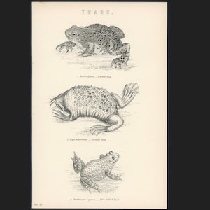 c. 1880 TOADS engraving •  original antique print • amphibian print • Anura print • batrachian print • Bufonidae • frogs