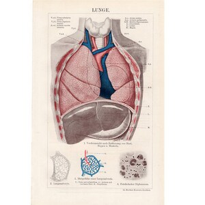 1903 LUNGS HUMAN ANATOMY print original antique medical lithograph