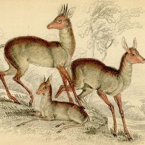 c. 1838 ANTELOPE engraving salts antelope deer original antique print doe & buck engraving print native of africa image 2