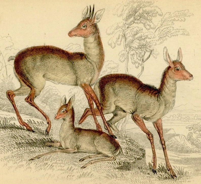 c. 1838 ANTELOPE engraving salts antelope deer original antique print doe & buck engraving print native of africa image 2