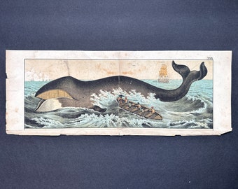 c. 1890 BOWHEAD WHALE lithograph - original antique print - marine mammal - Cetacea print - Greenland Right whale - Baleen whale