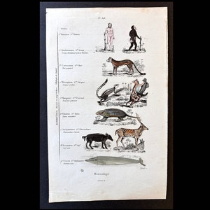 vers 1835 CLASSIFICATION DES MAMMIFÈRES gravure • gravure ancienne originale • coloriée à la main • zoologie • taxonomie • ordres de Linnaeus • baleine opossum homme singe