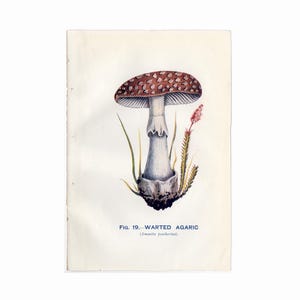 c. 1930 WARTED AGARIC MUSHROOM print • original vintage print • toadstool • fungus print • poisonous mushrooms • blue green stropharia
