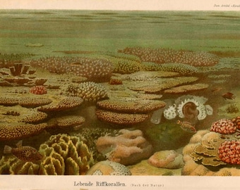 May include: A colourful illustration of coral reefs with various types of coral, fish, and other marine life. The image is a vintage illustration with a green background and a caption that reads "Lebende Riffkorallen. Nach der Natur."