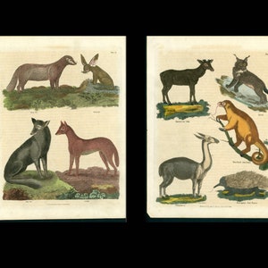 c. 1816 ODD ANIMALS engravings • original antique prints • wild animal print • hand colored • fox • jackal • lynx • elk • anteater •