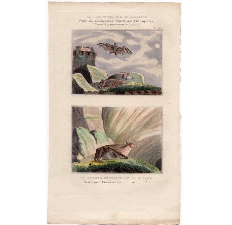 by Buffon Cuvier chauve souris pipistrelle vampire 1830 ANTIQUE BAT PRINT original antique hand colored engraving of flying bats c