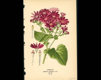 c. 1896 CINERARIA DAISY FLOWER lithograph • original antique print • botanical print • bouquet print • floral print •  by Edward Step