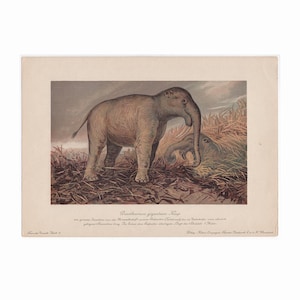 c. 1902 DINOTHERIUM GIGANTRUM lithograph • original antique print - fossil reptiles - extinct animal print - prehistoric animal elephant