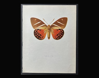 VINTAGE MOTH lithograph c. 1963 • gorgeous colorful vintage print • insect print • Lepidoptera print • butterflies & moths