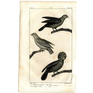 c. 1817 PARROTS engraving - original antique print - ornithology print • avian birds - Buffon animal print •  parrot print