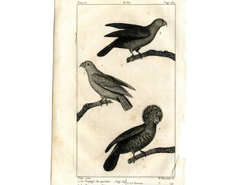 c. 1817 PARROTS engraving - original antique print - ornithology print • avian birds - Buffon animal print •  parrot print