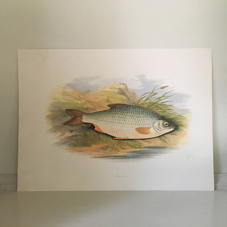 1879 roach fish print original antique sea life ocean marine animal print by houghton image 1