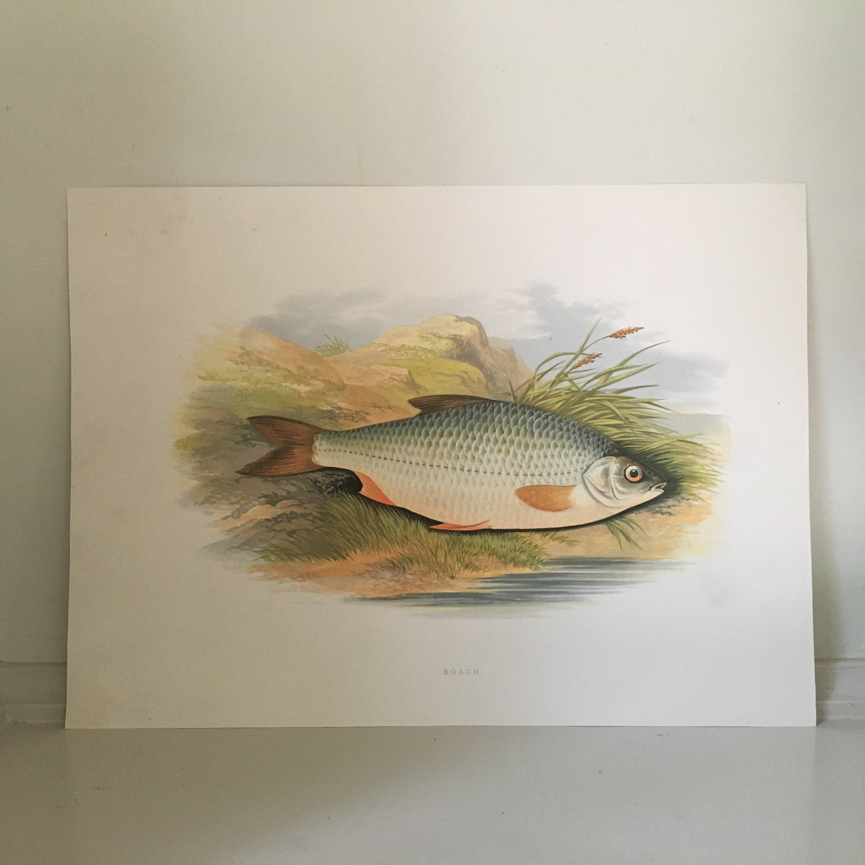C. 1879 ANTIQUE FISH Print • Original Antique Print • Sea Life