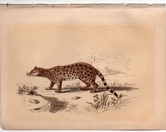グラントのガゼルの動物版画。アンティークとヴィンテージの動物学