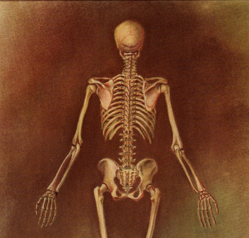 C 1951 SKELETON Lithograph • Original Vintage Print • Human Anatomy ...