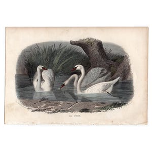 c. 1837 SWANS engraving • original antique print • waterbird print - Le cygne - swans print • swan upping print • white swan print