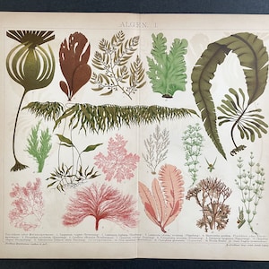 c. 1903 ALGAE print - original antique print - ocean flora • marine flora • seaweed print • marine algae • ocean algae • marine botanicals