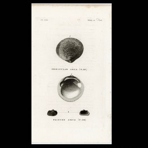 c. 1776 CLAM SHELLS engraving • original antique print • antique shell print • Mollusk • conchology • arca saltwater clams • mollusc bivalve
