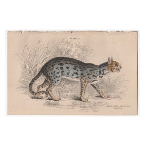 c. 1840 NEPAUL CAT engraving • original antique print • wild cat • safari animal print • Jardine print • hand colored