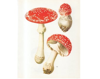 c. 1974 MUSHROOM lithograph • original vintage print • fungus • mycology • fungi • toadstool • poisonous mushroom • mushroom • FLY AGARIC