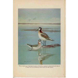 H. 1934 WILSONS PHALAROPE Vogel Druck • Original Vintage Druck • Tier Druck • Watvogel Druck • Steganopus dreifarbig