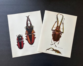 vintage BEETLE PRINTS c. 1964 • set of 2 original vintage prints • beetle illustrations • insect print • entomology • black & brown bugs
