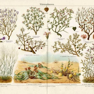 1894 DESERT PLANTS LITHOGRAPH - plants original antique botanical print