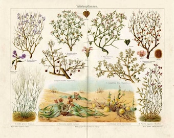 1894 DESERT PLANTS LITHOGRAPH - plants original antique botanical print