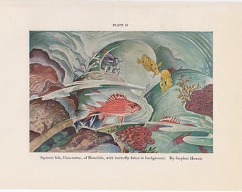 1907 年頃 子宮内の子馬 リトグラフ • オリジナルアンティークプリント