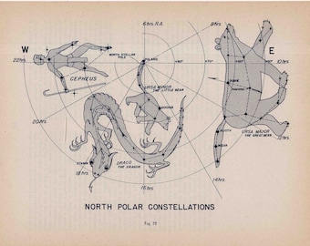 POSTACIE KONSTELACJI ok. 1946 • oryginalna, zabytkowa litografia astronomii niebieskiej – konstelacje bieguna północnego: Wielka Niedźwiedzica, Cephus Draco
