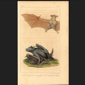 C. 1831 BATS engraving • original antique print • hand colored engraving • chiroptera print • Halloween decor • vampire print • plate 14