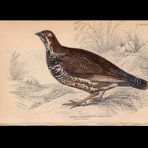 1836 CANADIAN GROUSE engraving •  original antique hand colored jardine game bird engraving - tetrao canadensis