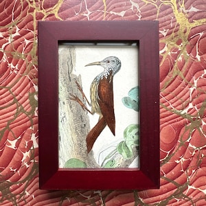 tiny! c. 1858 WOODPECKER framed print • original antique print • antique bird print • Picidae print • woodpeckers • ready to display