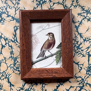TINY BROWN BIRD framed engraving c. 1837 • original antique print • hand colored antique bird print • ready to display •