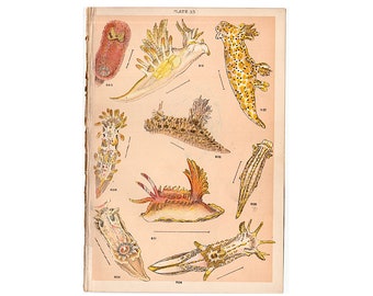 c. 1901 SEA SLUGS lithograph • original antique print • Nudibranchs • gastropods • mollusk • opistobranch print • marine animals