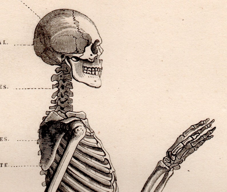 C. 1854 HUMAN SKELETON Lithograph • Original Antique Print • Human ...