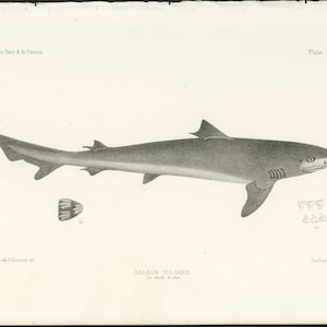 c. 1884 SCHOOL SHARK lithograph • original antique print • shark attack - sharks print • galeus vularis