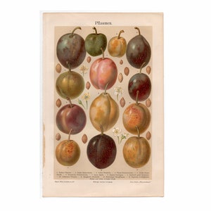 c. 1894 PLUMS lithograph •  original antique print • botanical print • old fruit print • stone fruit print