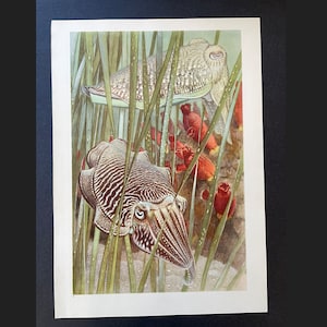 c. 1945 CUTTLE FISH lithograph • original vintage print - large size underwater sea life scene print