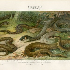 1894 SNAKE ANTIQUE LITHOGRAPH original antique reptile serpent print asp viper adder grass water snake colubrid racer image 4