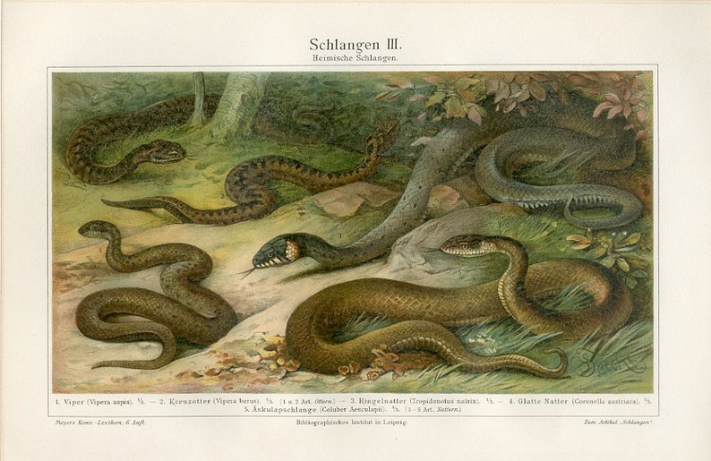 1894 SNAKE ANTIQUE LITHOGRAPH original antique reptile serpent print asp viper adder grass water snake colubrid racer image 4