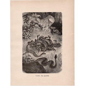 Könnte beinhalten: Eine Schwarzweißillustration einer Gruppe von Vipern oder Ottern, auch bekannt als Europäische Kreuzottern, die sich in einer natürlichen Umgebung zusammengerollt haben. Das Bild ist mit "VIPER, OR ADDER." beschriftet.
