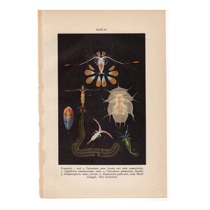 H. 1934 COPEPODS Lithographie - Vintage Druck des Meeresleben - Ozeandruck - Druck des Meereslebens - Lithographie Meeresleben - aquatisches Krebstier